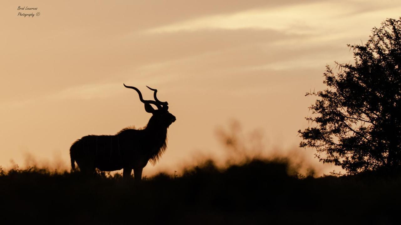 Woodbury Tented Camp - Amakhala Game Reserve ภายนอก รูปภาพ