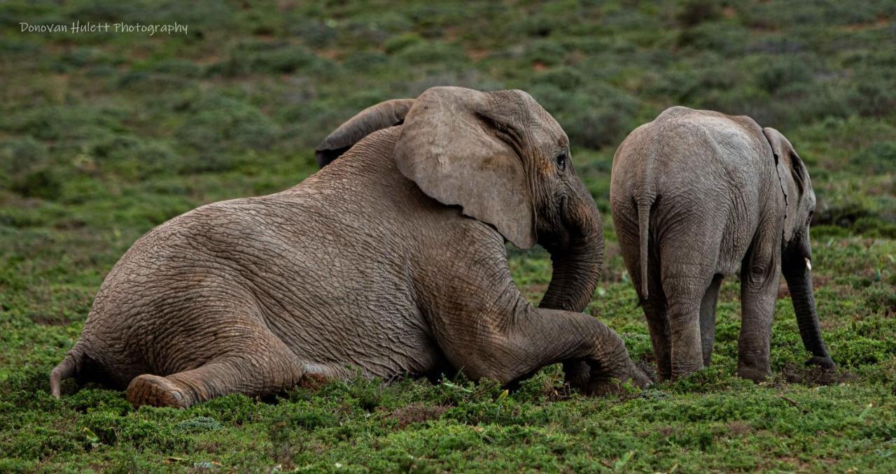 Woodbury Tented Camp - Amakhala Game Reserve ภายนอก รูปภาพ