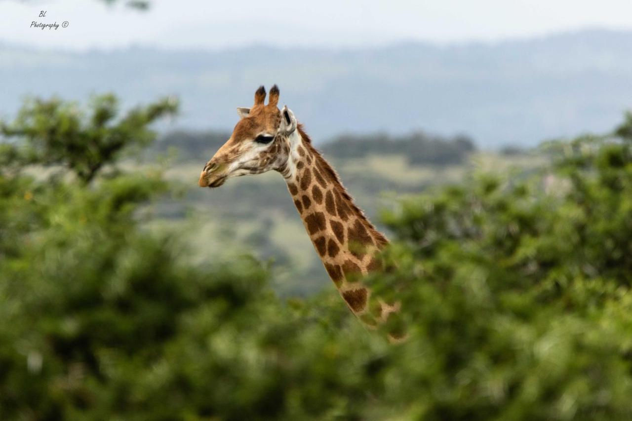 Woodbury Tented Camp - Amakhala Game Reserve ภายนอก รูปภาพ
