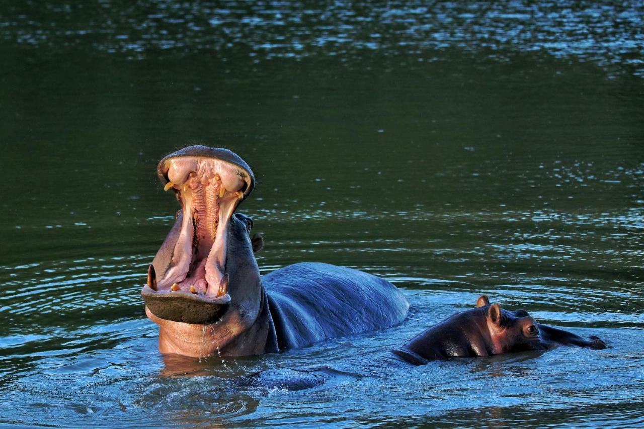 Woodbury Tented Camp - Amakhala Game Reserve ภายนอก รูปภาพ